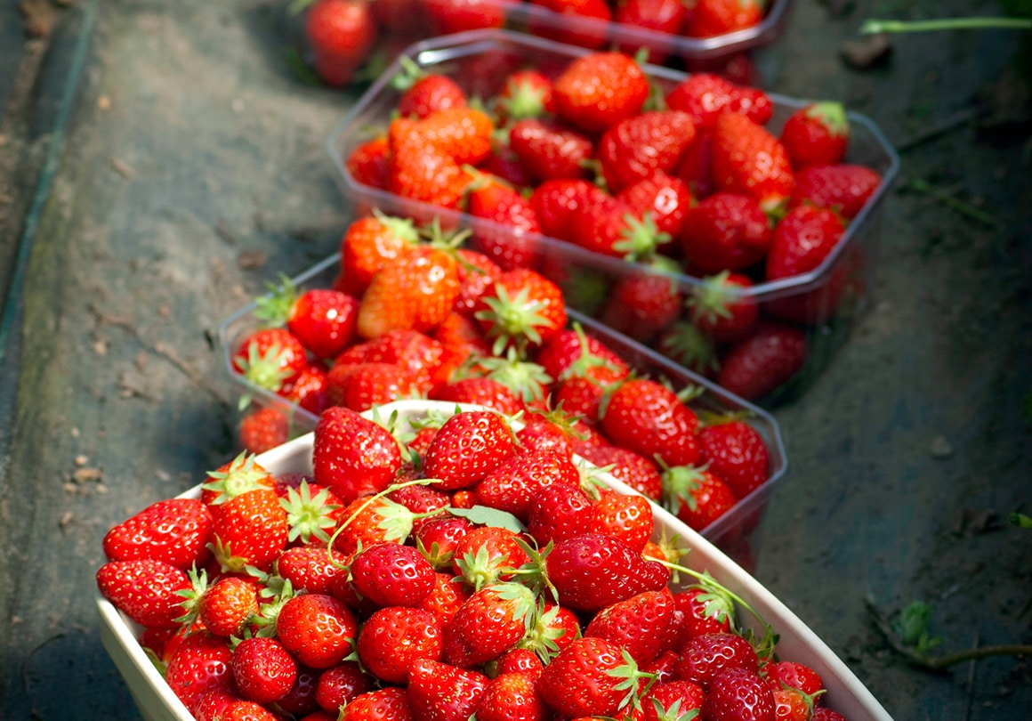 Schalen der Erdbeeren aus Plougastel-Daoulas