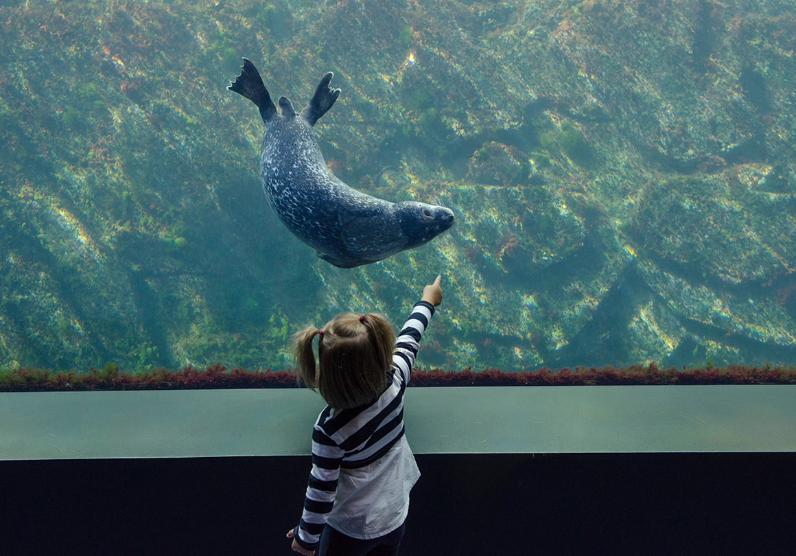 Admire calf seals in majestic aquariums