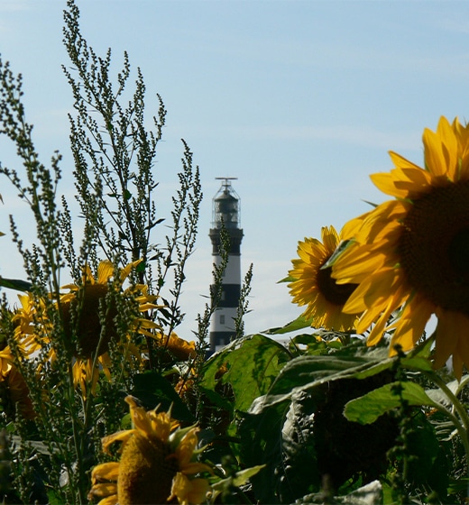 Der Leuchtturm von Créac&#039;h in den Sonnenblumen